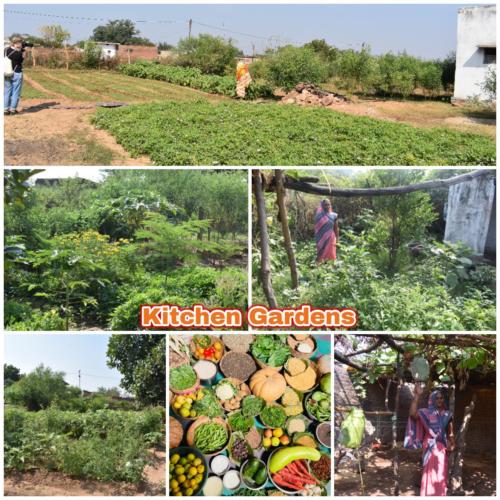 Establishment of Kitchen gardens for round year availability of diversified food